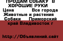 ПРОДАМ СОБАКУ  В ХОРОШИЕ РУКИ  › Цена ­ 4 000 - Все города Животные и растения » Собаки   . Приморский край,Владивосток г.